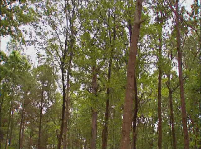 Thumbnail image for Lurking in the Trees