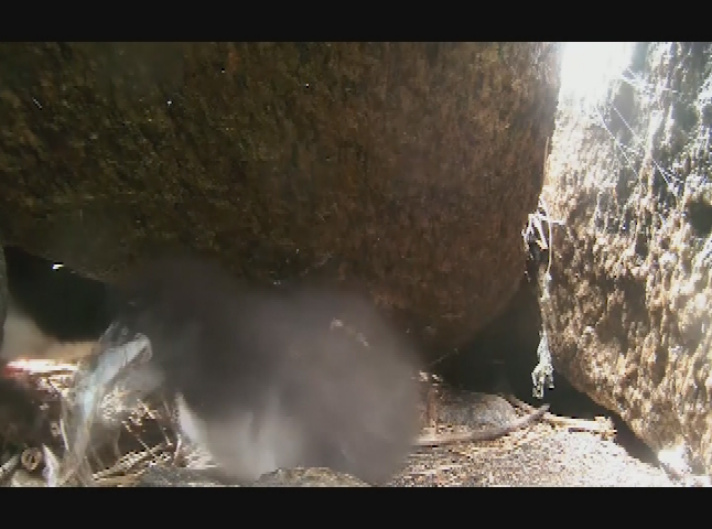 Thumbnail image for A Talk with Stephen Kress - Puffins, Fish & Climate Change