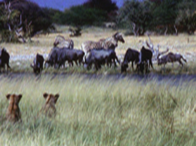 Thumbnail image for Chats with Champions - Chewonki presents: Predators!