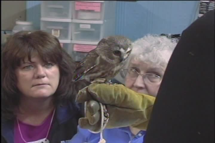 Thumbnail image for People and Places in Maine - Chewonki Birds of Prey