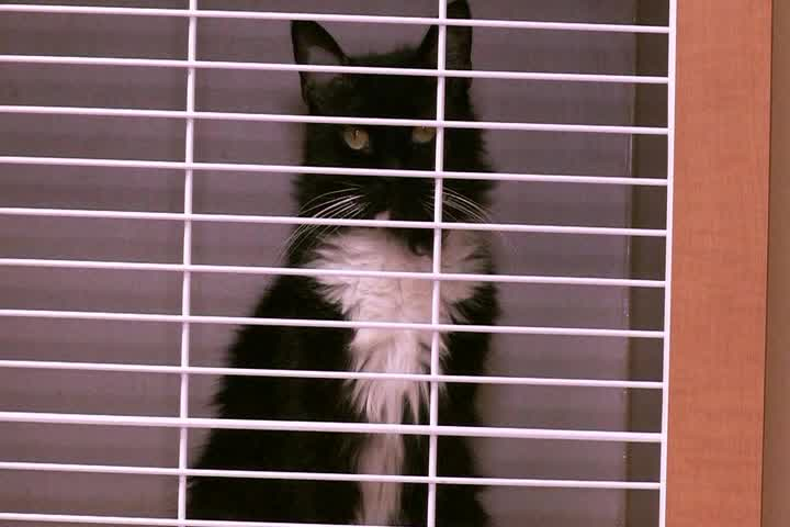 Thumbnail image for The Childrens Corner - Season 4 Episode 55 - Paws Jaws  Claws