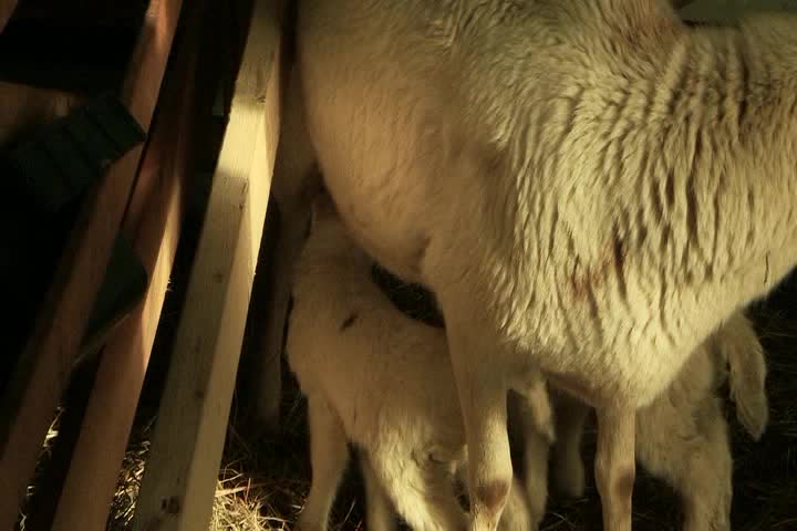 Thumbnail image for The Childrens Corner - Season 4 Episode 62 - Nuttin but Mutton