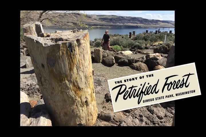 Thumbnail image for Plant Fossils