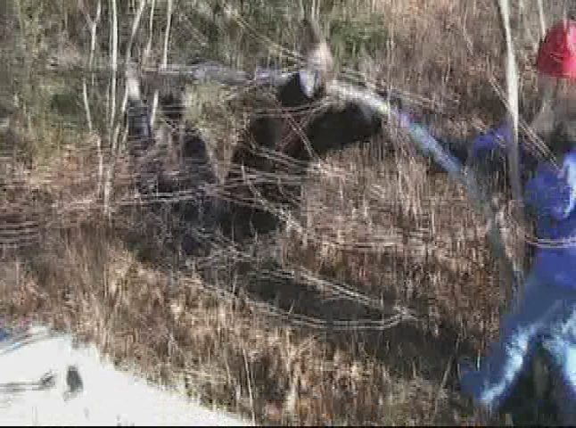 Thumbnail image for Swinging Birches