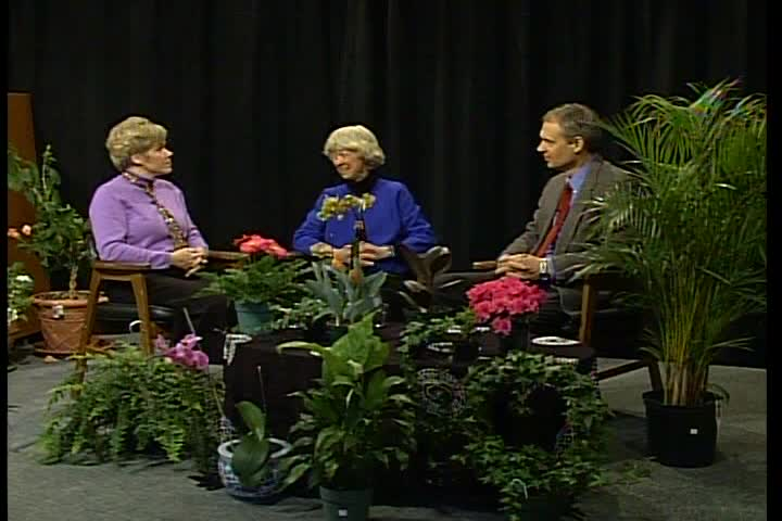 Thumbnail image for Healthy Living - Plants Healing Indoor Air Pollution