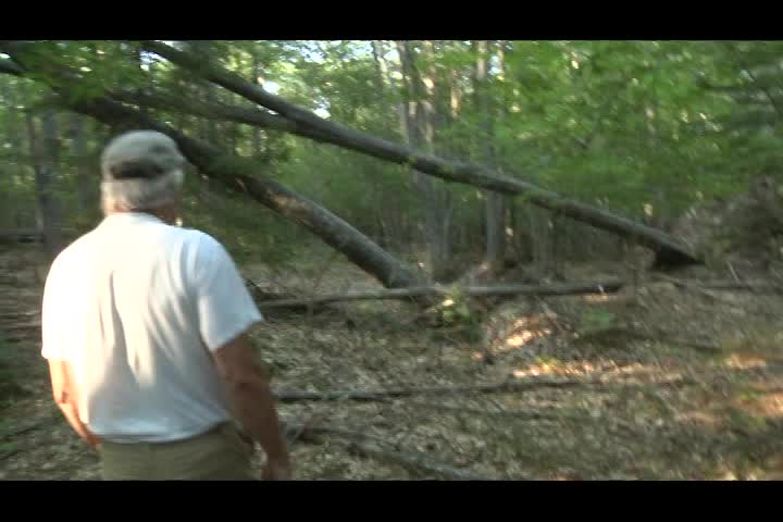 Thumbnail image for Holt Research Forest