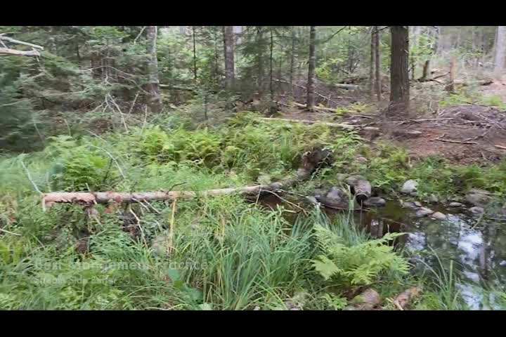 Thumbnail image for Risky Wood vs. Safe Wood - Keith Kanoti