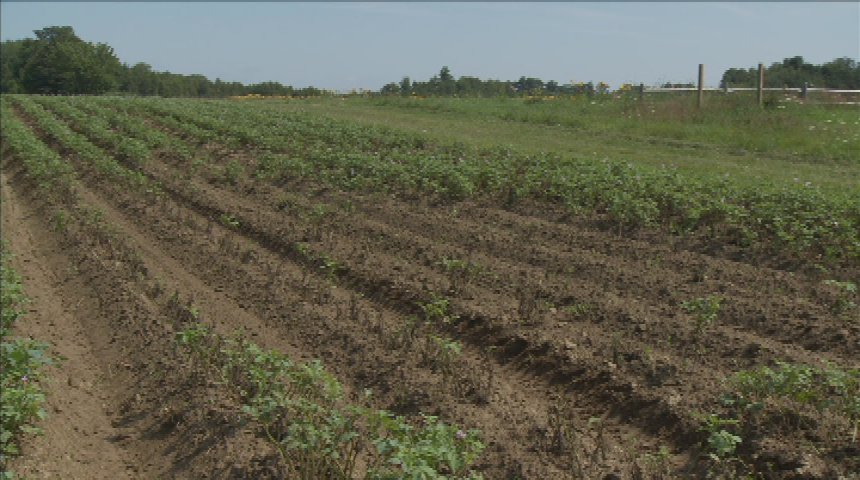 Thumbnail image for Goranson Farm - An Uncertain Harvest
