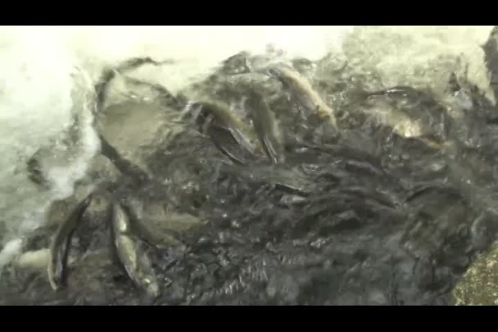 Thumbnail image for Alewife