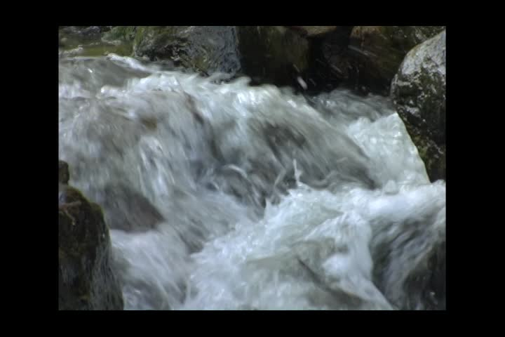 Thumbnail image for Closing the Circle - Alewives Damariscotta Mills