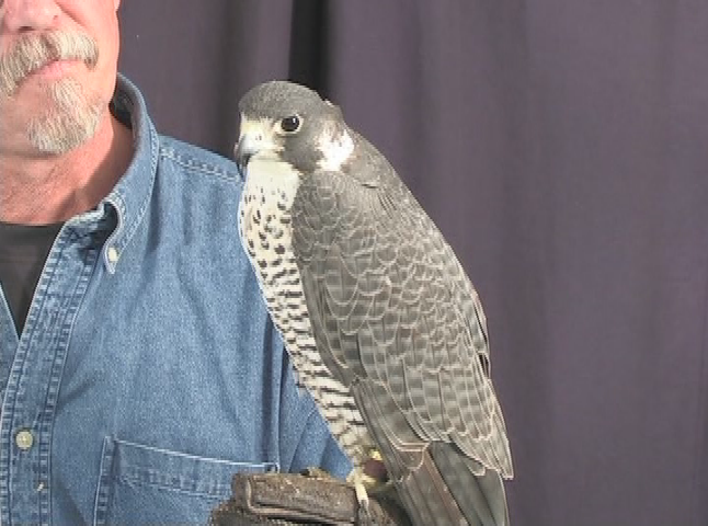 Thumbnail image for Wuzzup Classic - Falconry