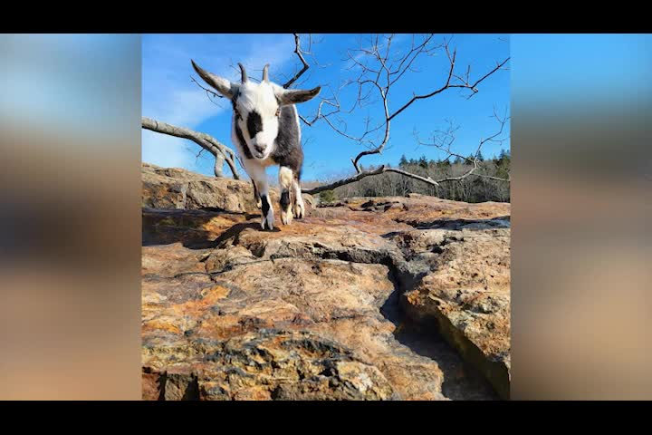 Thumbnail image for Chamber Chat - Sunflower Dream Promotions - January 25, 2023