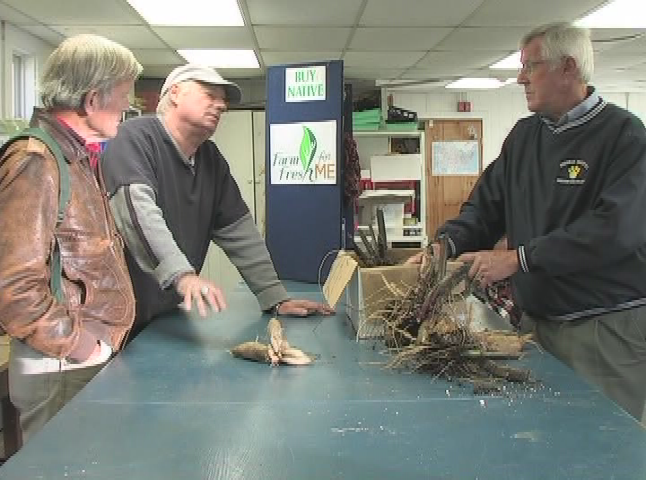 Thumbnail image for Wuzzup Classic - Heirloom Seed Project