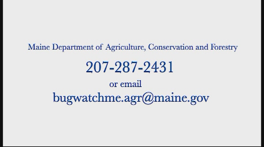 Thumbnail image for Foes of the Forest