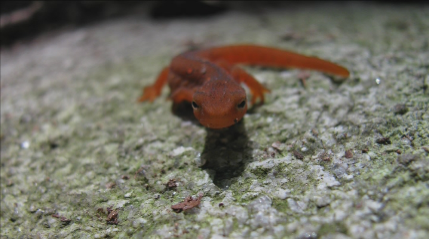 Thumbnail image for The Vernal Pool