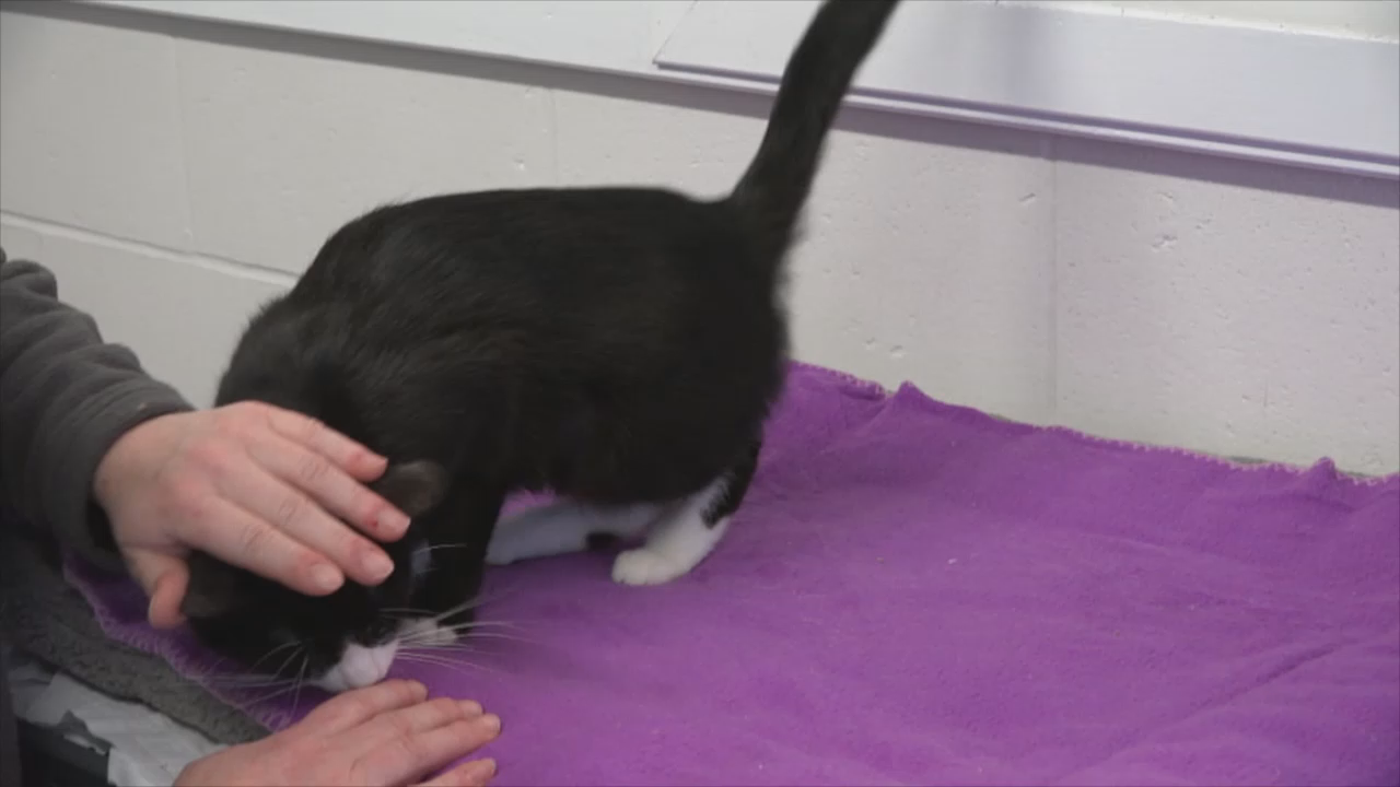 Thumbnail image for Lincoln County Animal Shelter - Beautiful Cats Need Homes