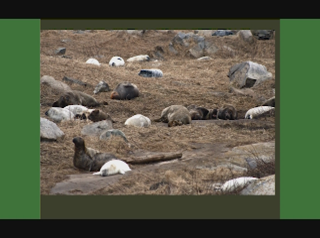 Thumbnail image for Old Bristol Historical Society – Notes on a Lost Flute: A Field Guide to the Wabanaki